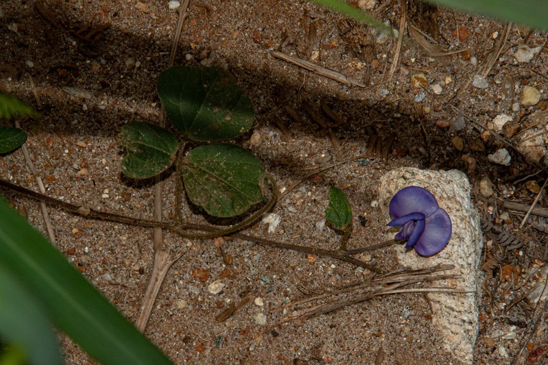Vigna gazensis