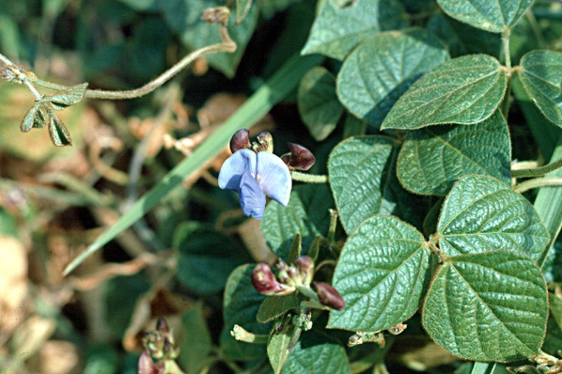 Vigna gazensis photo 2