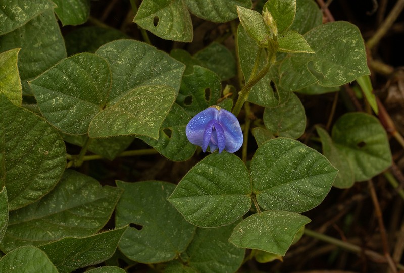 Vigna gazensis photo 3