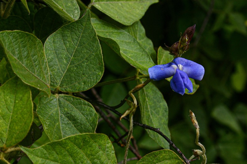 Vigna gazensis photo 4