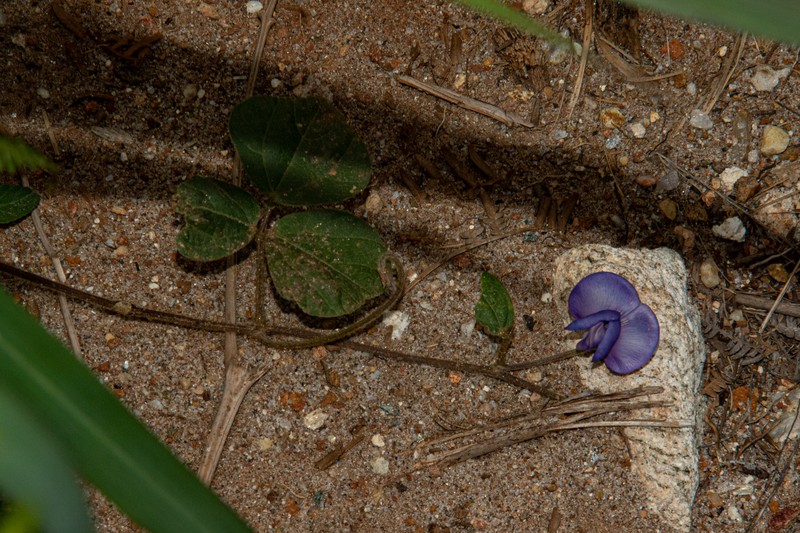 Vigna gazensis photo 6