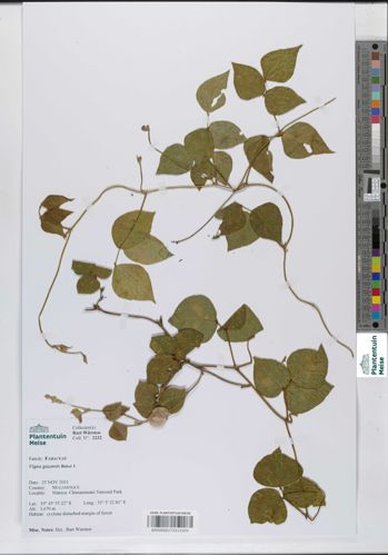 Vigna gazensis photo 7