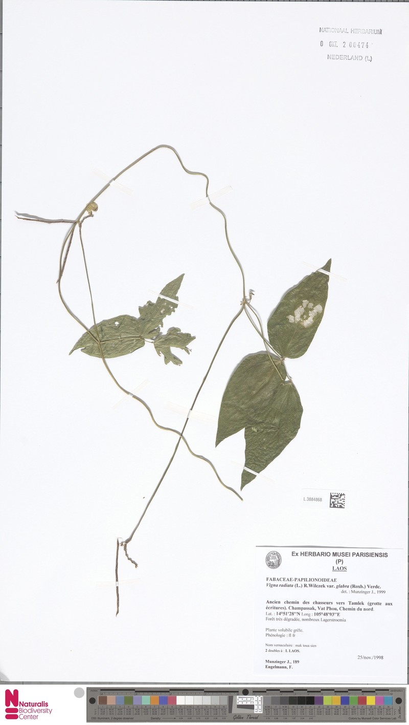 Vigna glabrescens