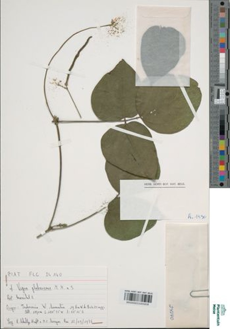 Vigna glabrescens photo 2