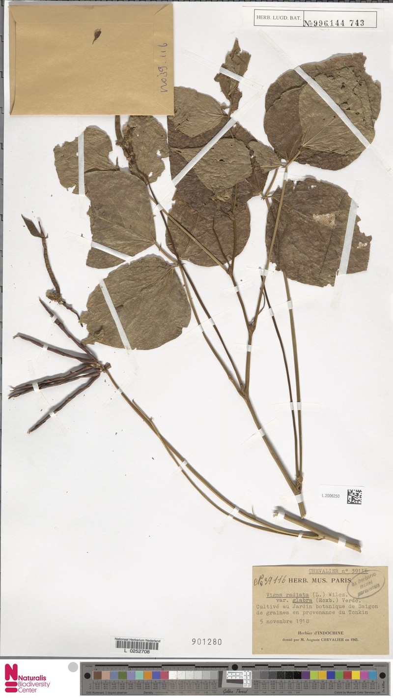 Vigna glabrescens photo 3