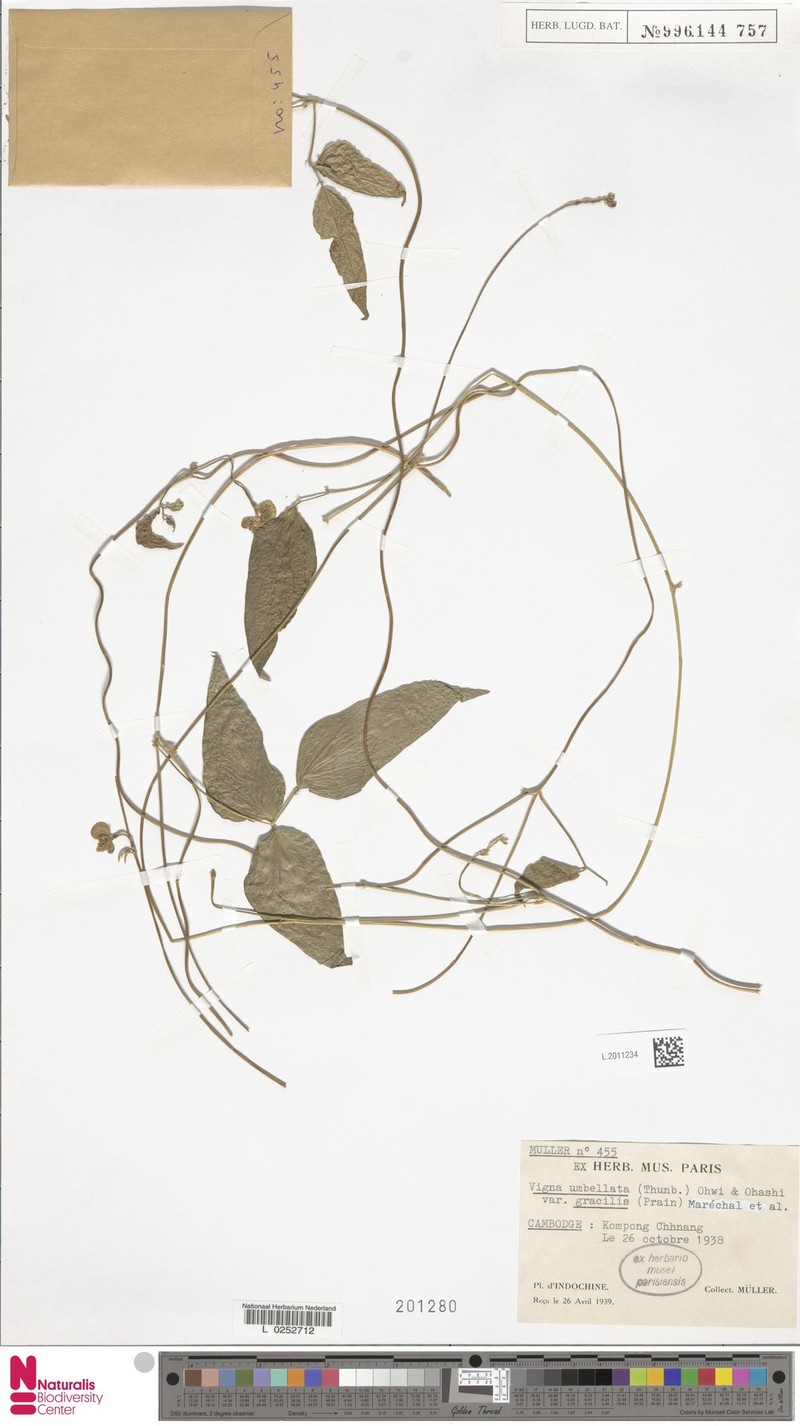 Vigna gracilicaulis photo 2