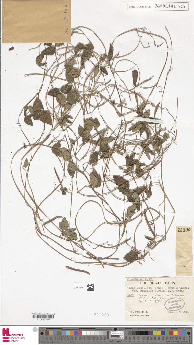 Vigna gracilicaulis photo 3
