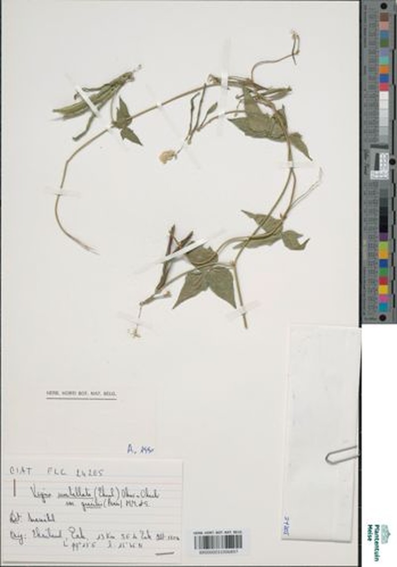 Vigna gracilicaulis photo 4