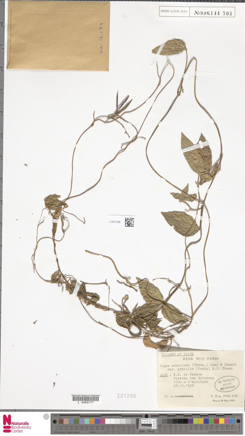 Vigna gracilicaulis photo 5