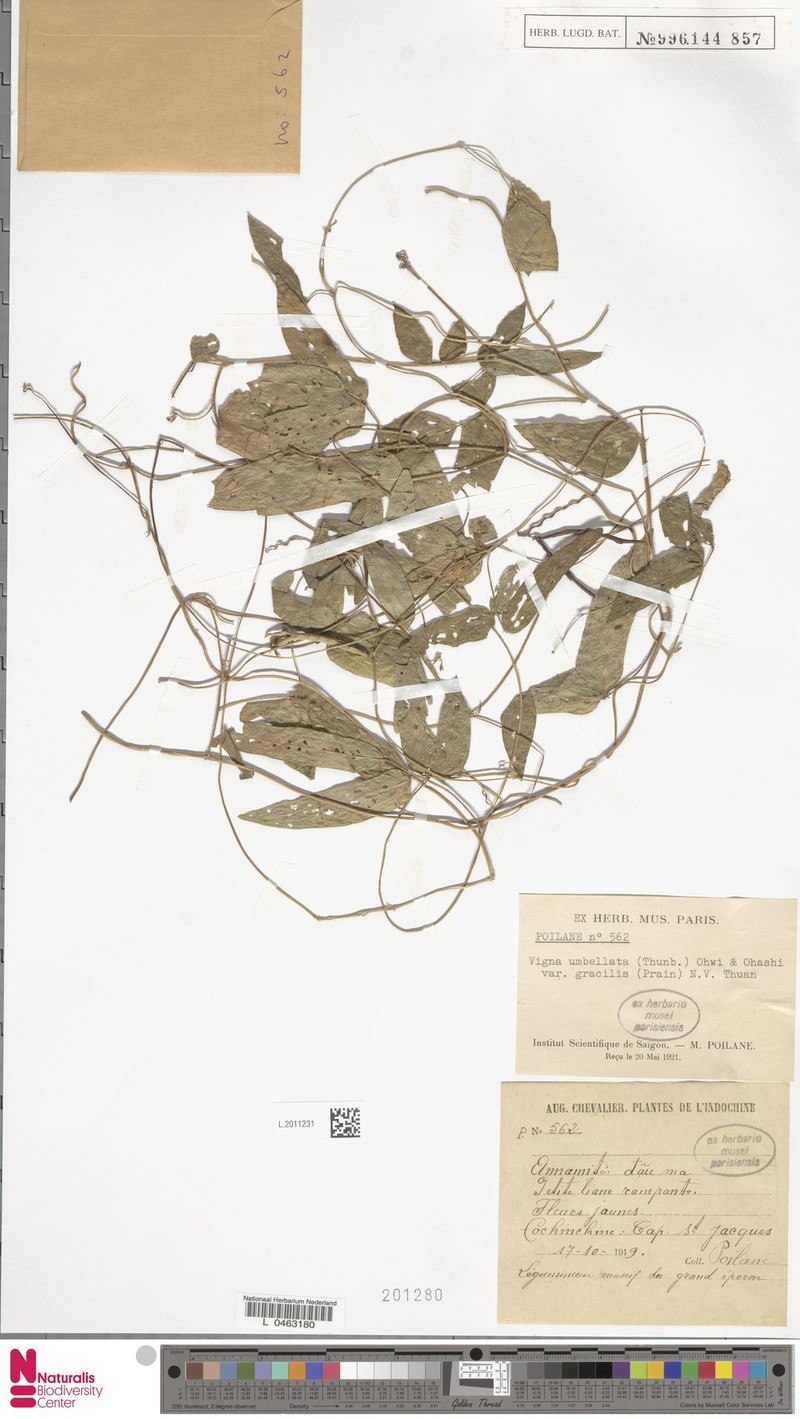 Vigna gracilicaulis photo 6