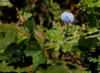 Vigna gracilis