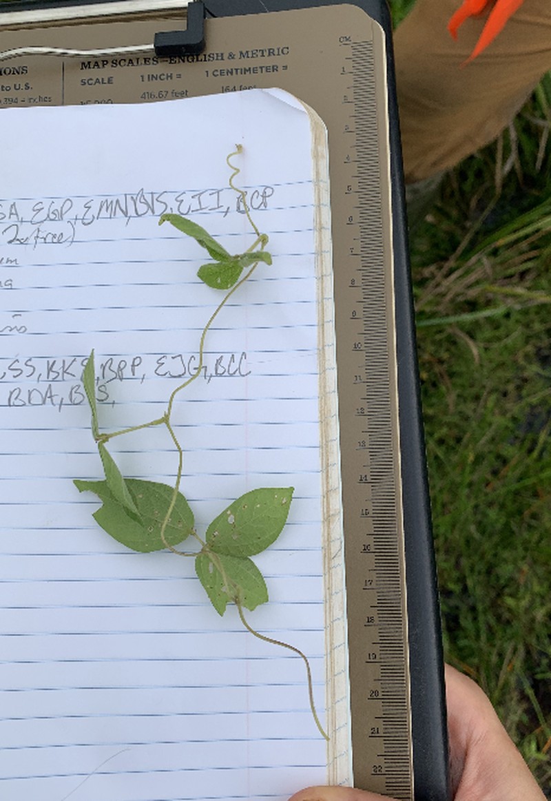 Vigna gracilis photo 2