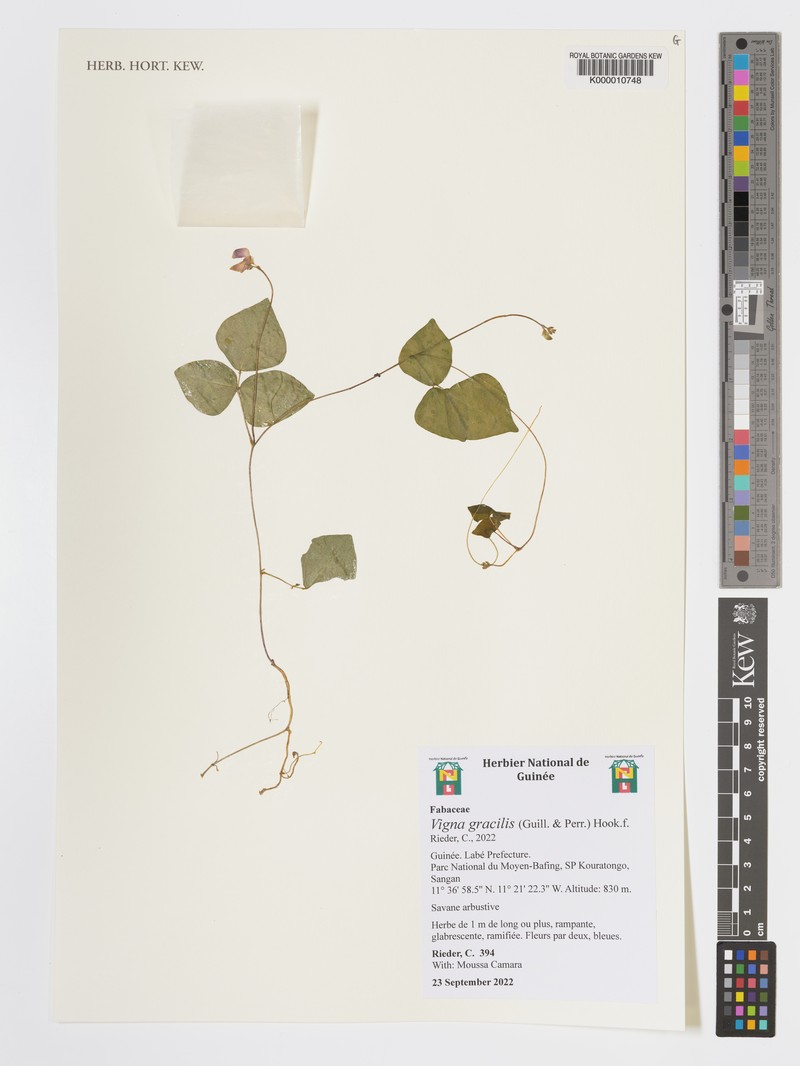 Vigna gracilis photo 3