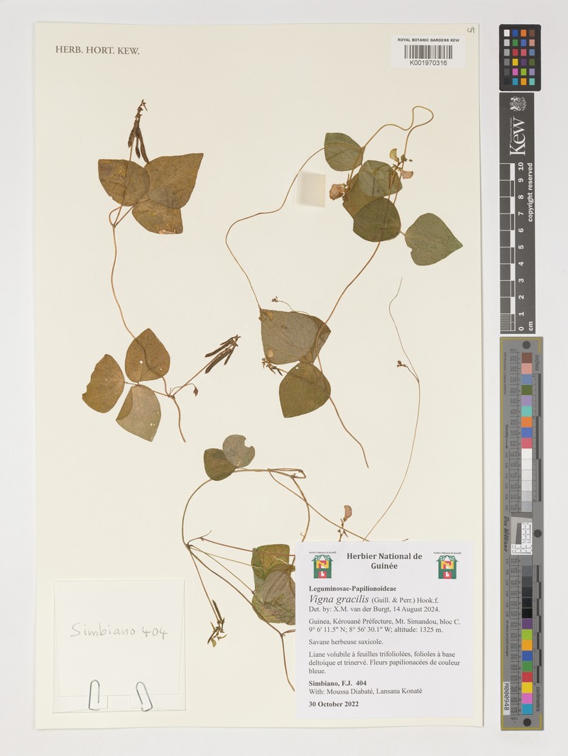 Vigna gracilis photo 4