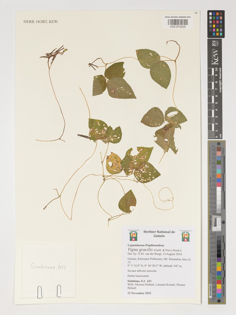 Vigna gracilis photo 6