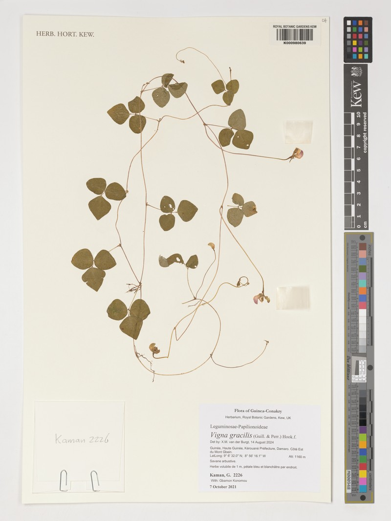 Vigna gracilis photo 7