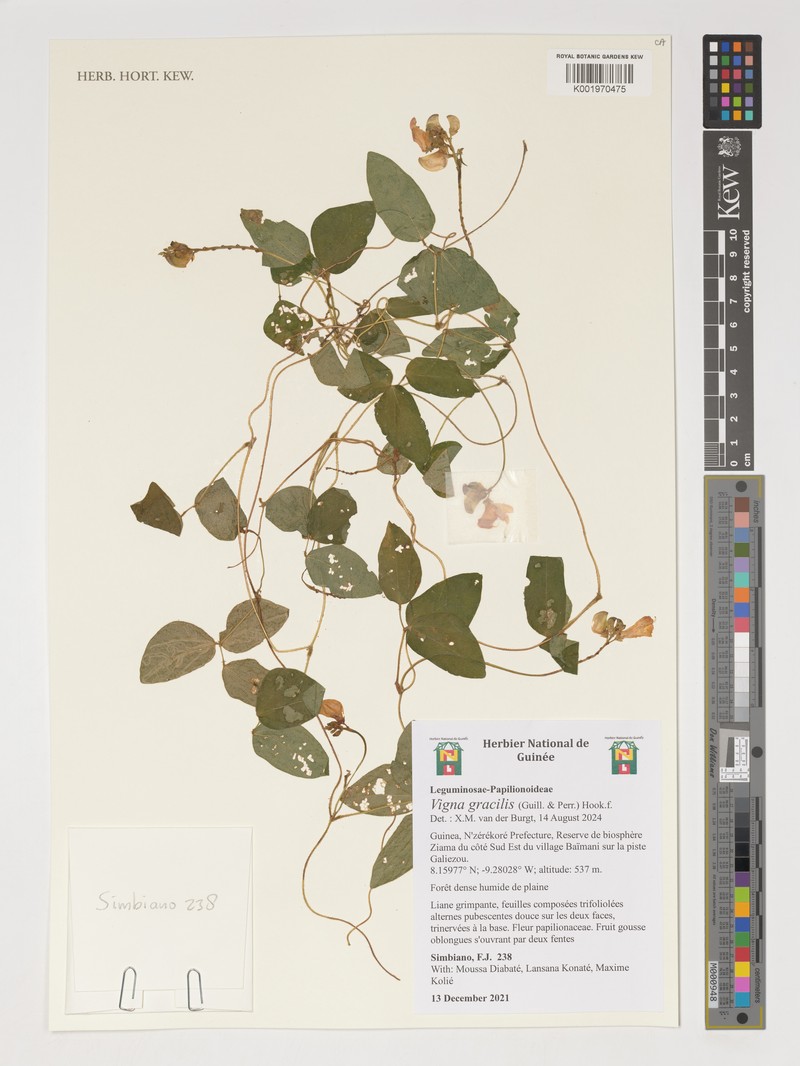 Vigna gracilis photo 8