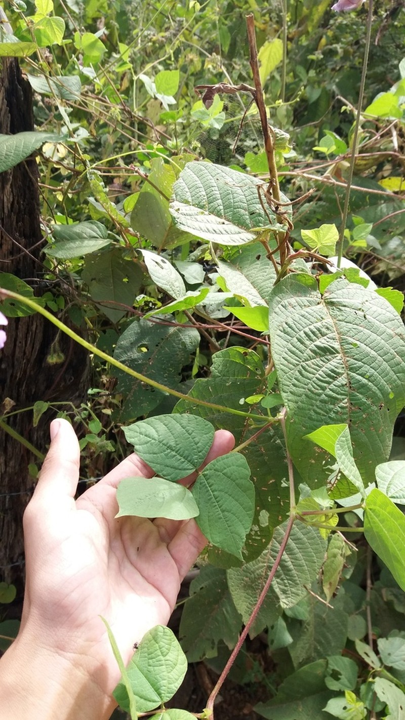 Vigna halophila