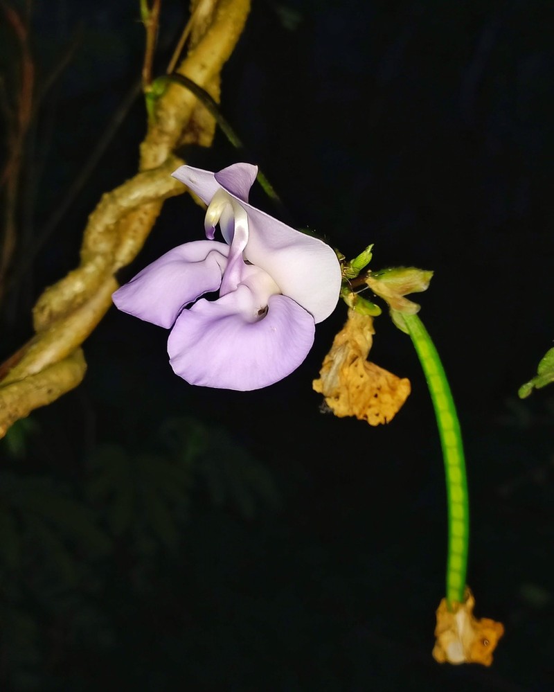 Vigna halophila photo 2
