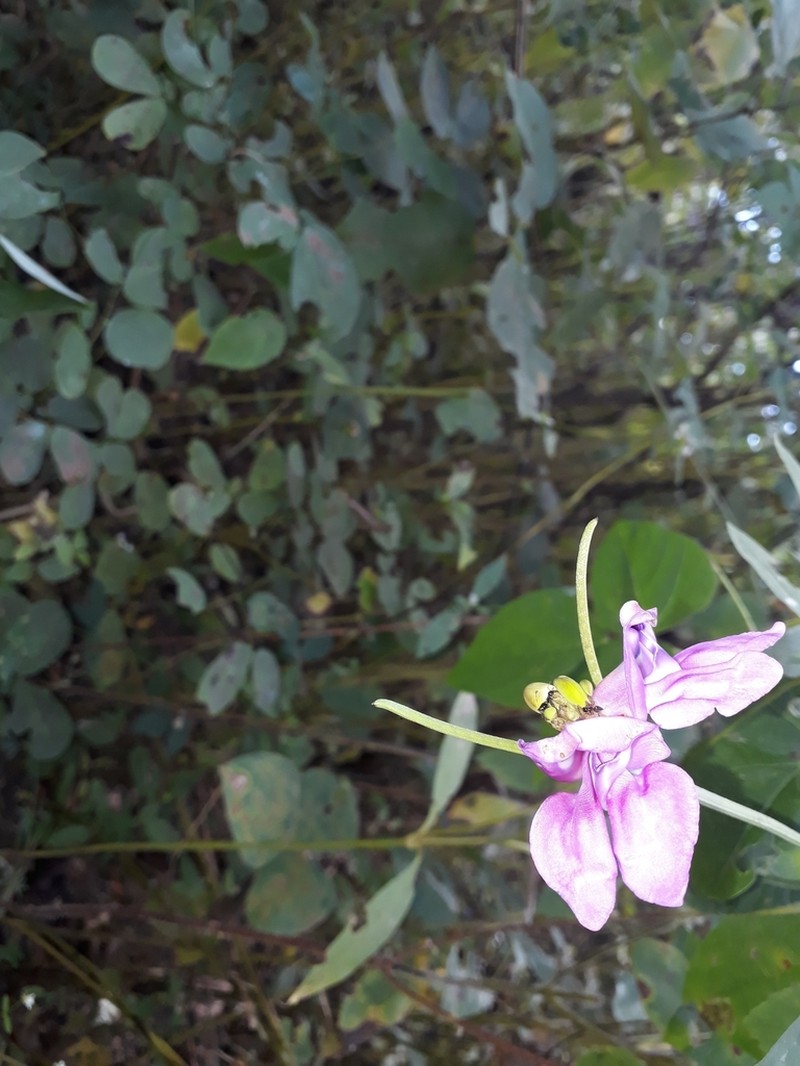 Vigna halophila photo 3