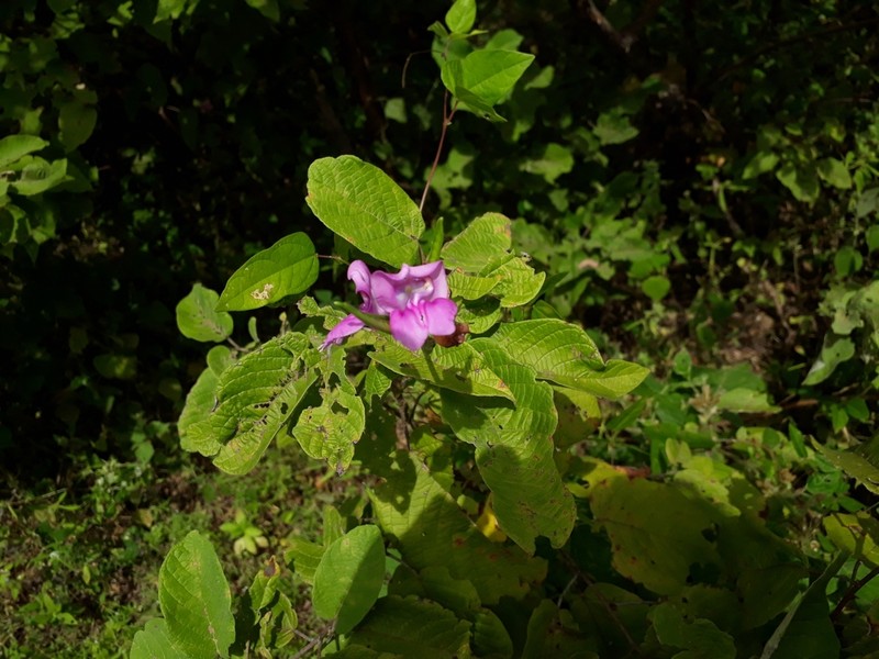 Vigna halophila photo 4