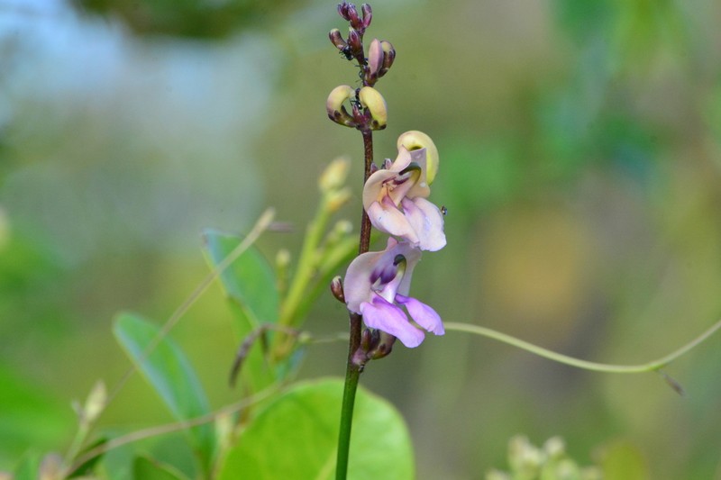 Vigna halophila photo 5
