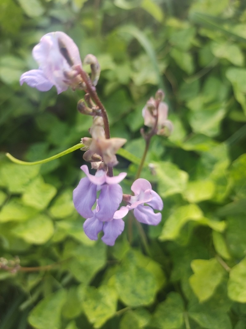 Vigna halophila photo 6