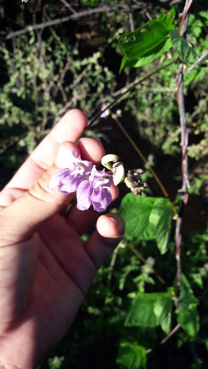 Vigna halophila photo 7