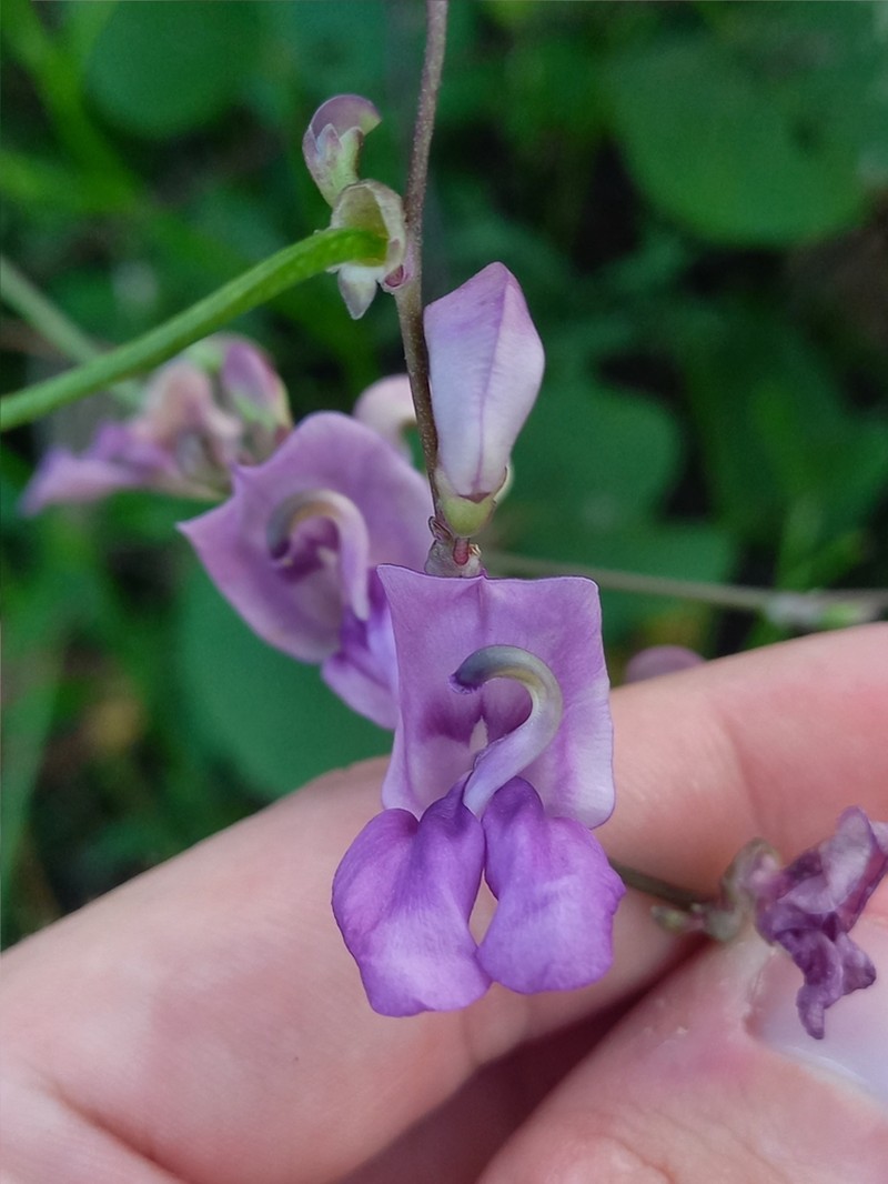 Vigna halophila photo 8
