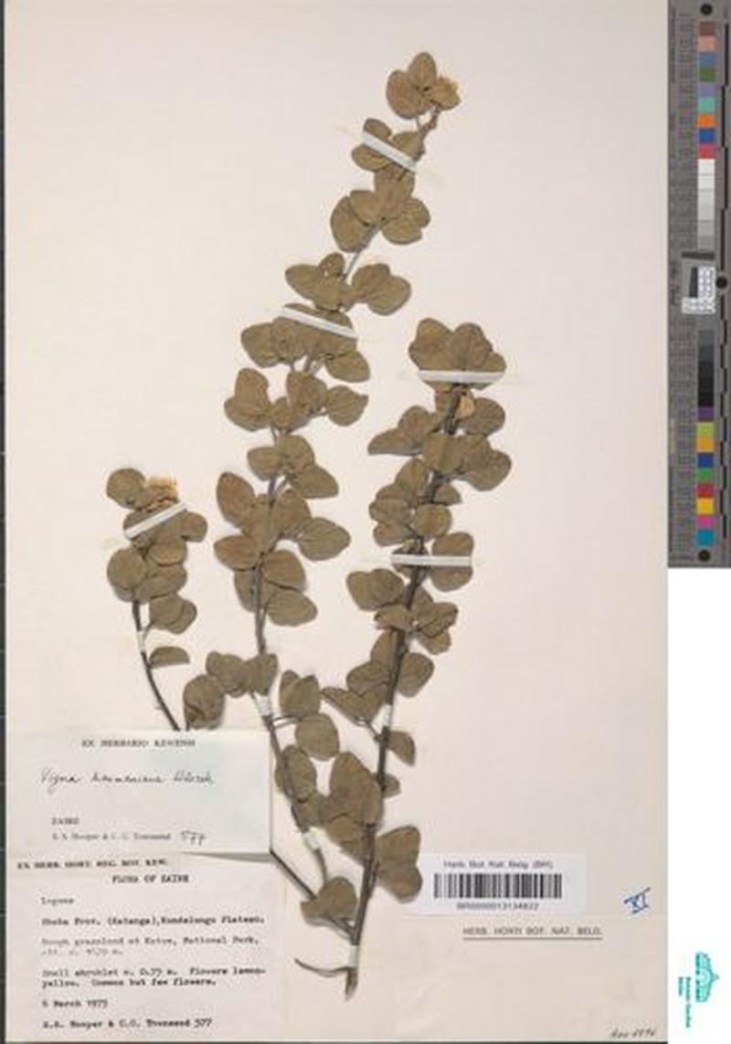 Vigna haumaniana