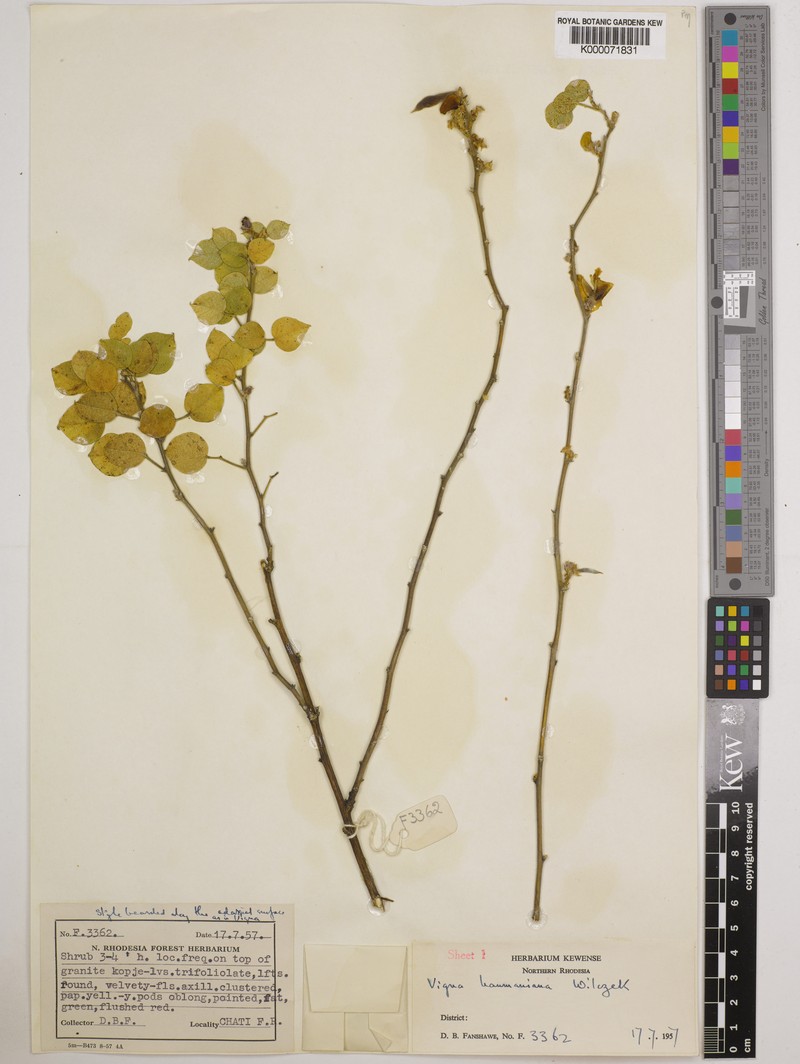 Vigna haumaniana photo 2