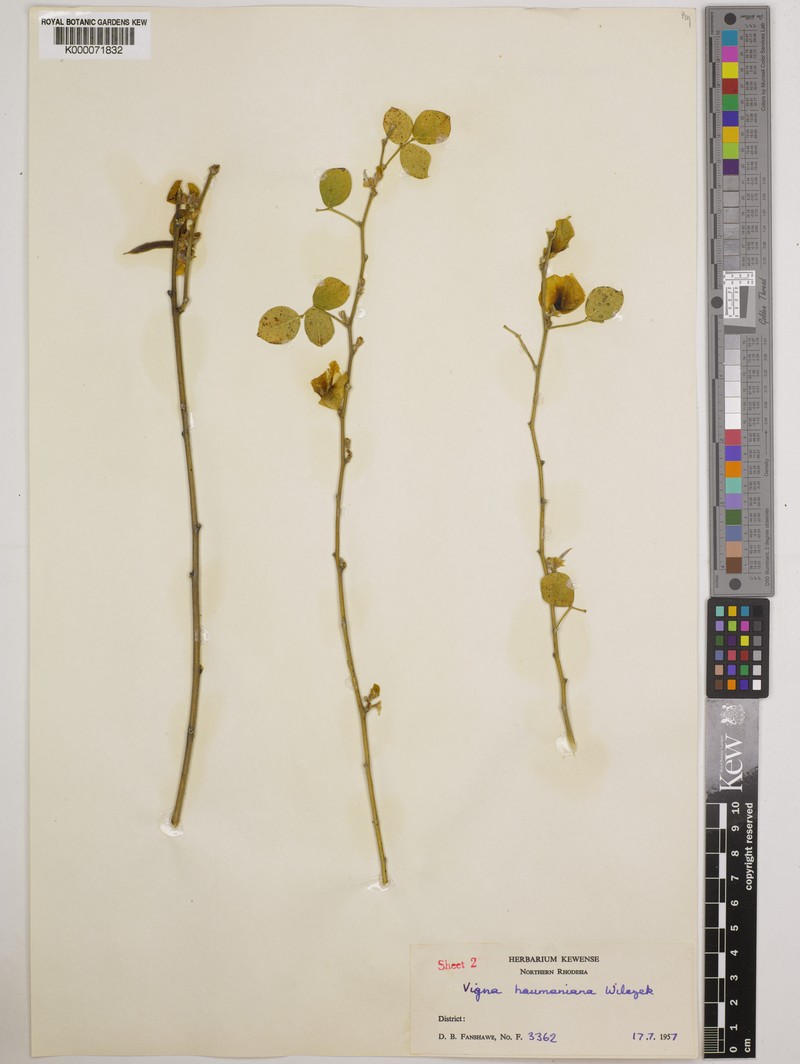 Vigna haumaniana photo 3