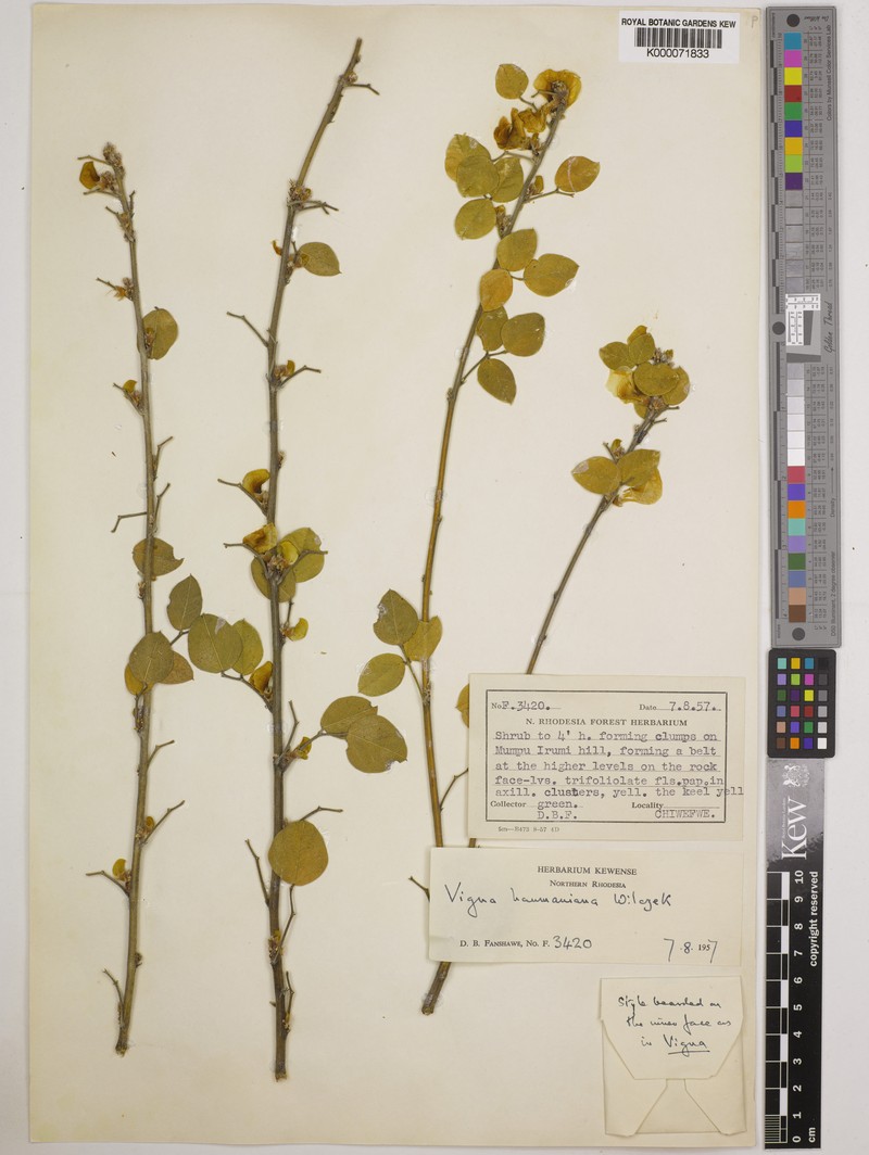 Vigna haumaniana photo 4