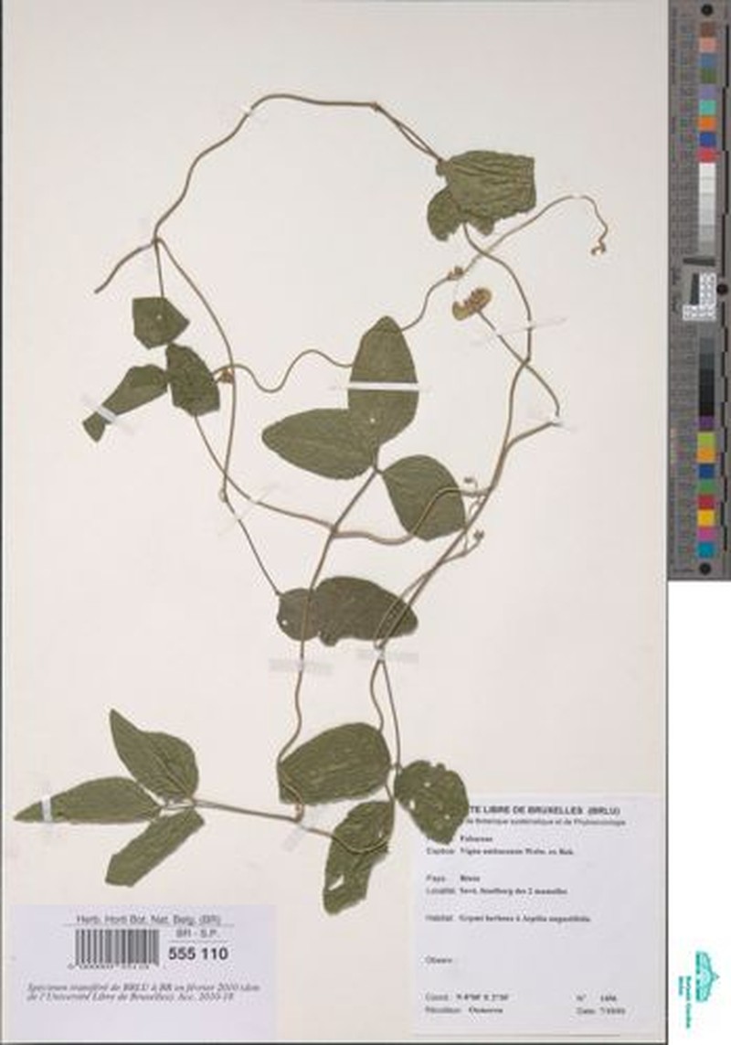 Vigna heterophylla photo 2