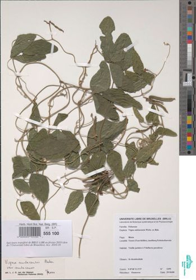Vigna heterophylla photo 3
