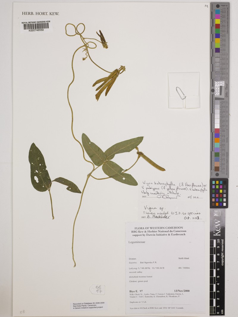 Vigna heterophylla photo 4