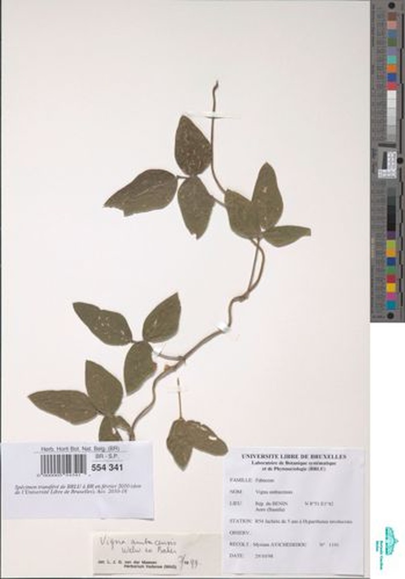 Vigna heterophylla photo 5