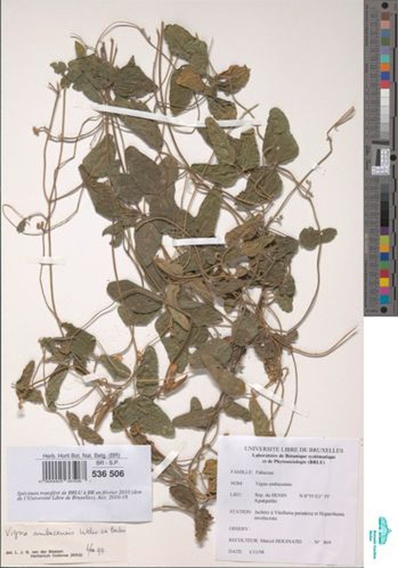 Vigna heterophylla photo 6