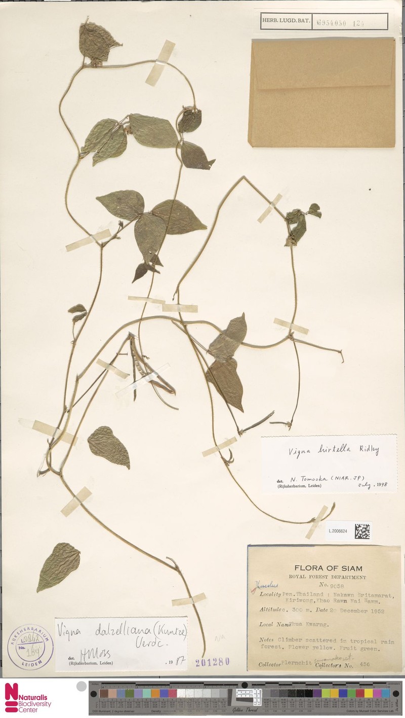 Vigna hirtella photo 2