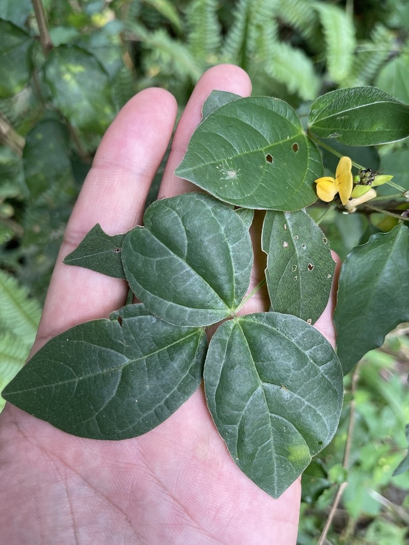Sarawak Bean photo 3