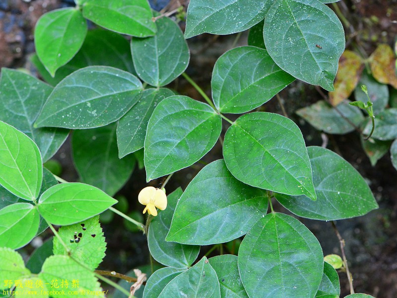 Sarawak Bean photo 5
