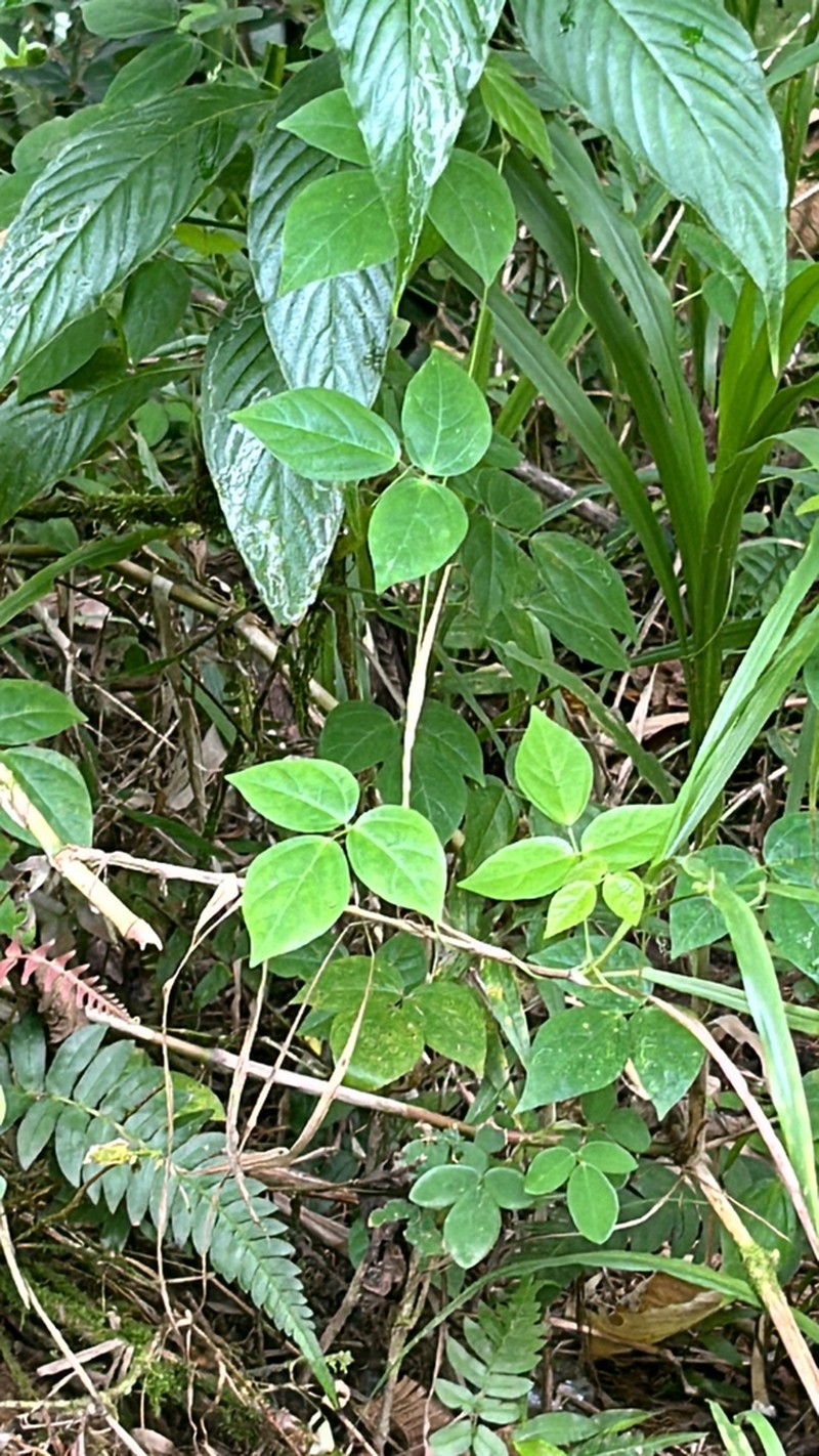 Sarawak Bean photo 6