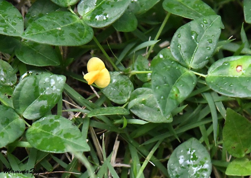 Sarawak Bean photo 7