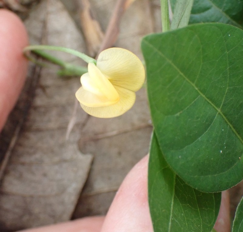 Sarawak Bean photo 8