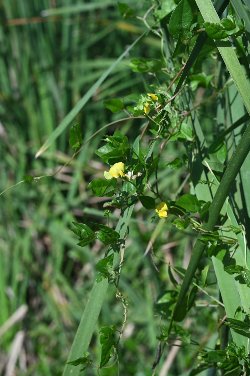 Sarawak Bean photo 5