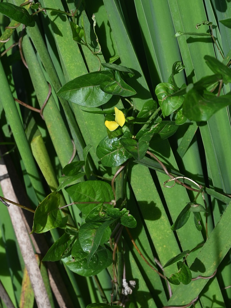 Sarawak Bean photo 2
