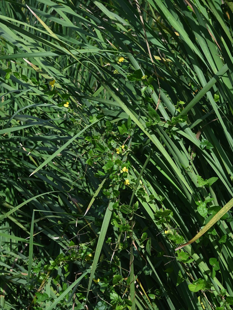 Sarawak Bean photo 3