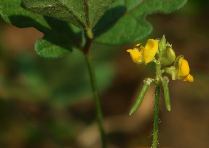 Vigna indica photo 2