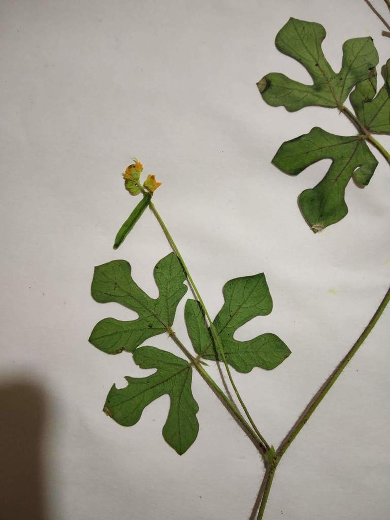 Vigna indica photo 3