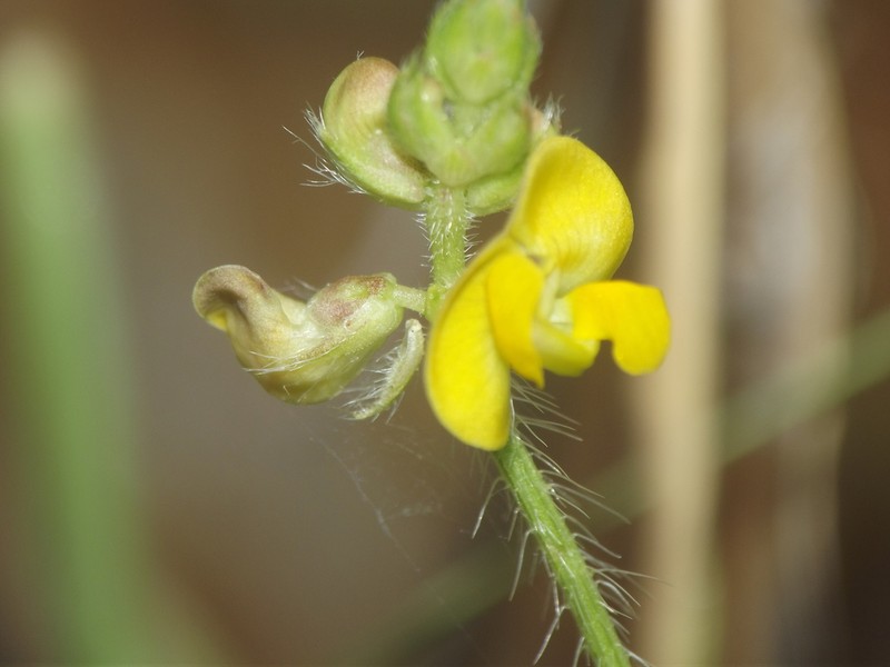 Vigna indica photo 4